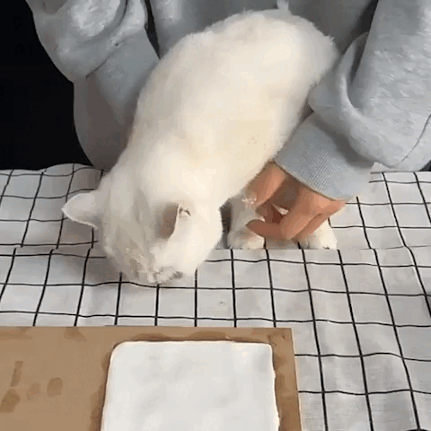 pet