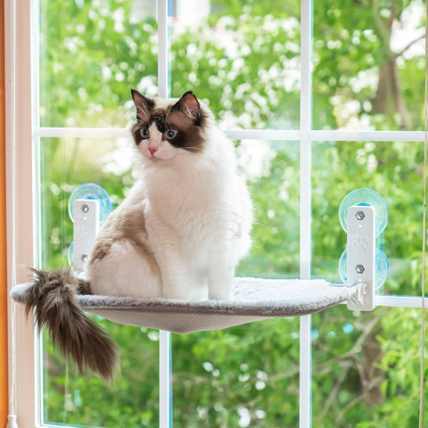 pet