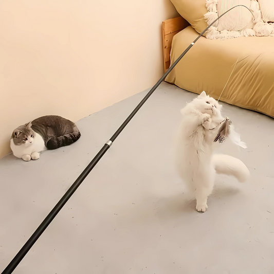 pet