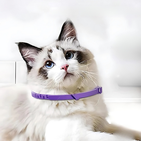 pet