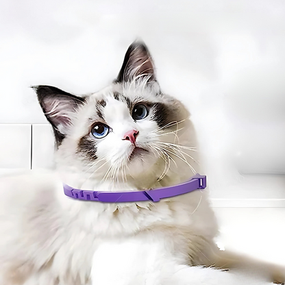 pet