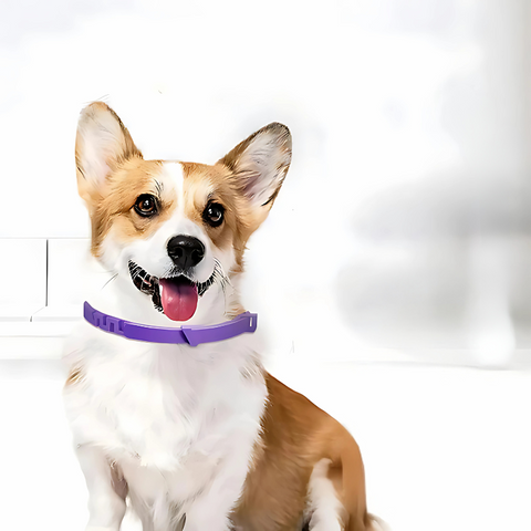 pet