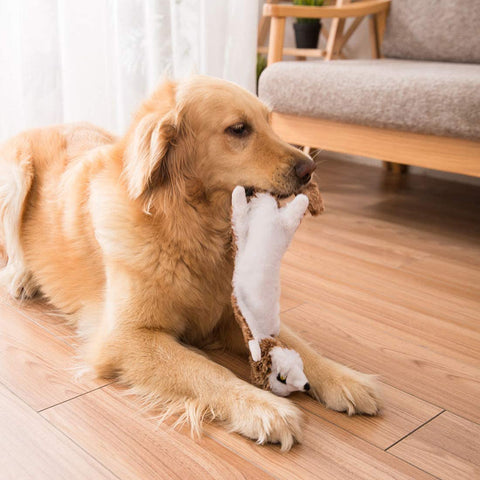 pet