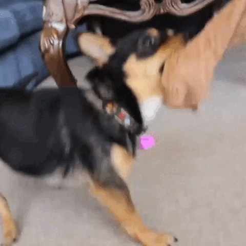 pet