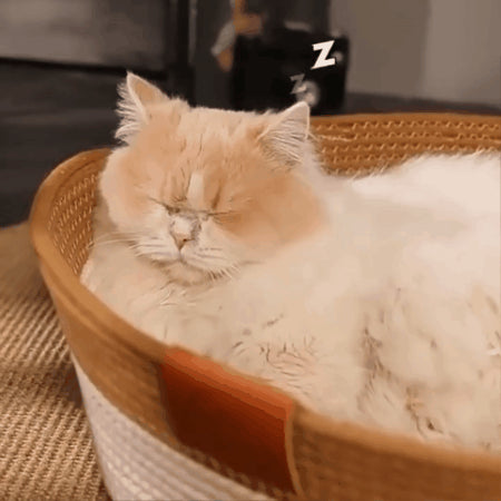 pet bed