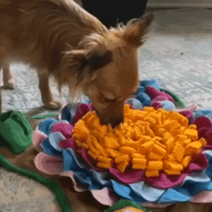 pet bed