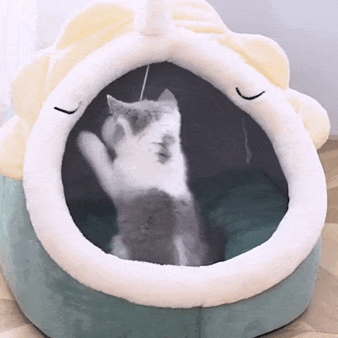 pet bed