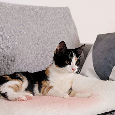 pet bed