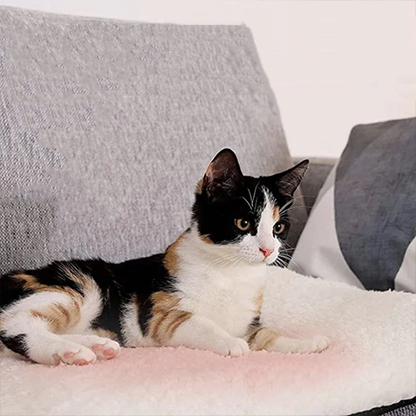 pet bed