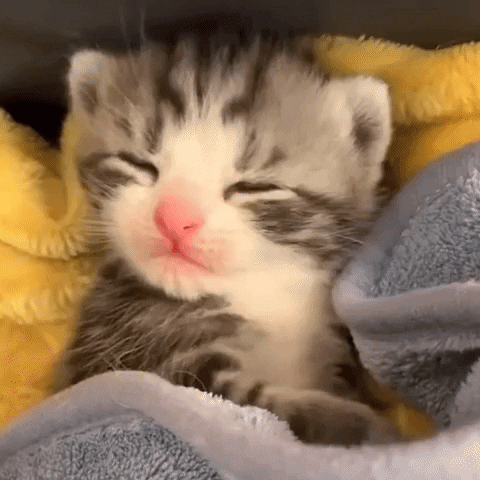 pet bed