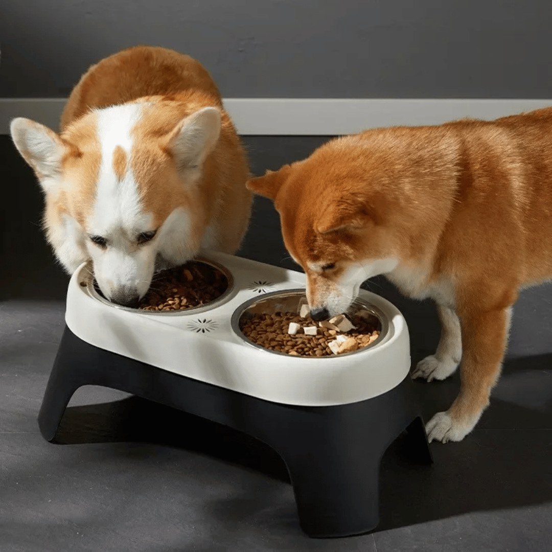 pet bowl