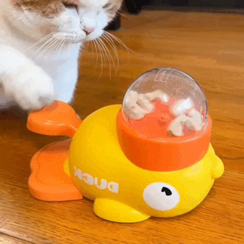 pet bowl