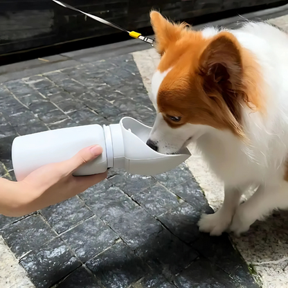 pet bowl