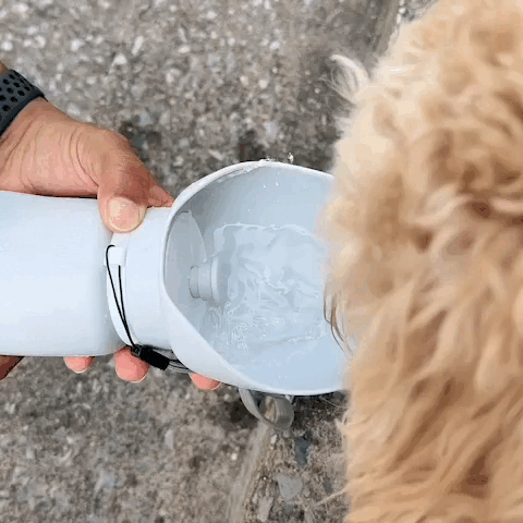 pet bowl