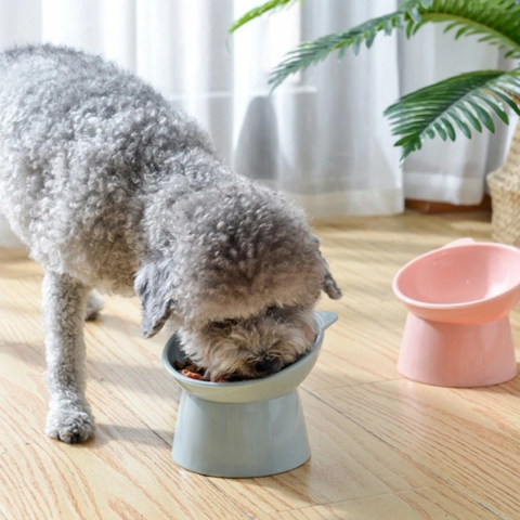 pet bowl