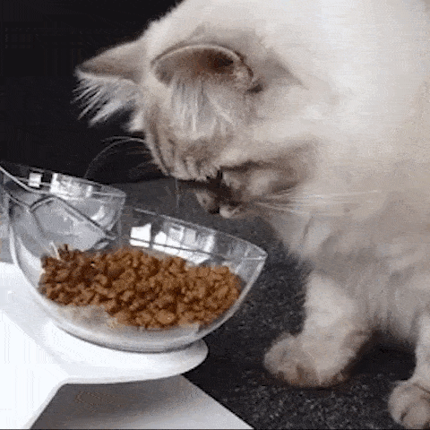 pet bowl
