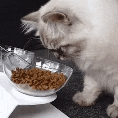 pet bowl