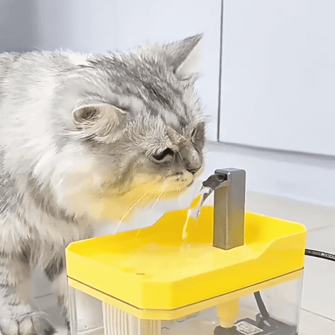 pet bowl