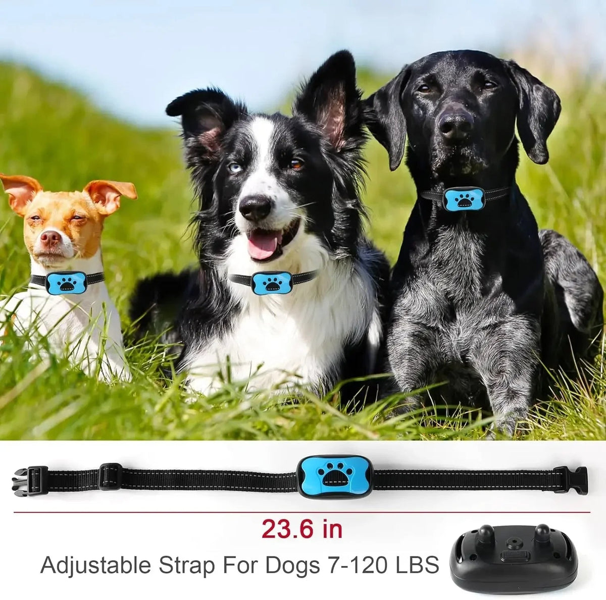 pet collar – 4