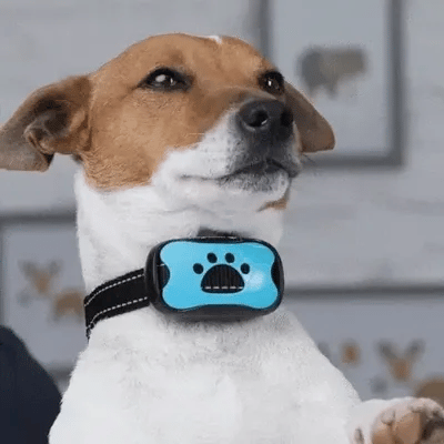 pet collar