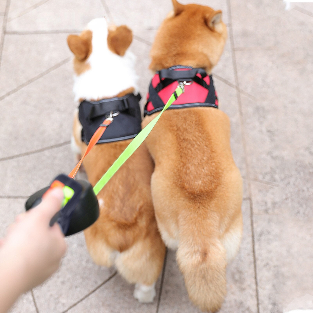 pet collar
