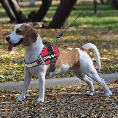 pet collar