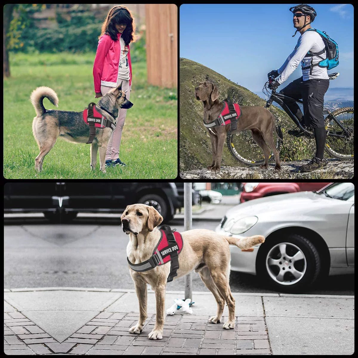 pet collar – 8