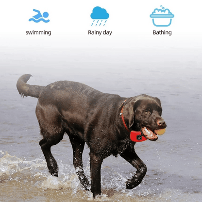 pet collar – 9