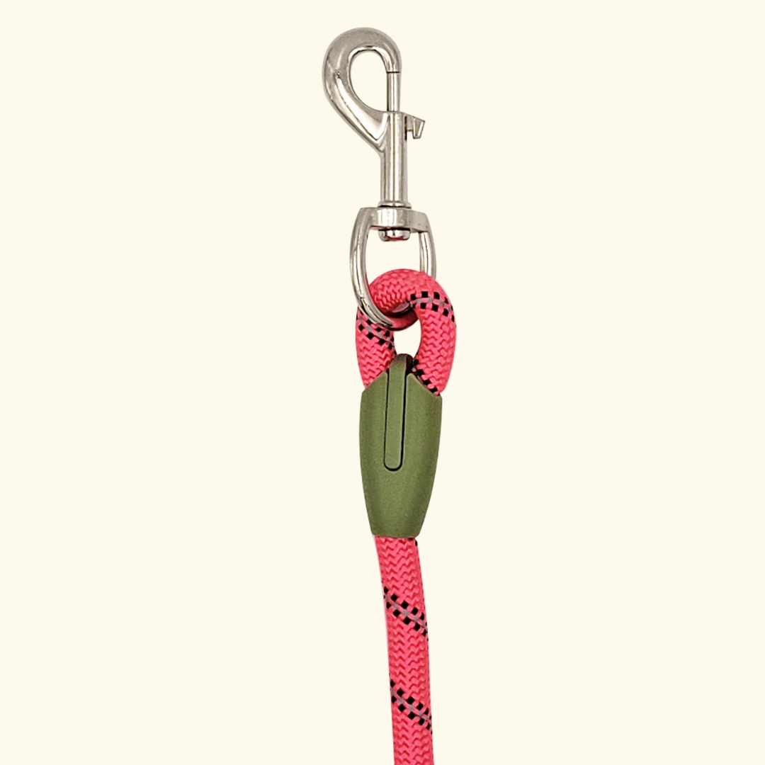 pet collar – 10