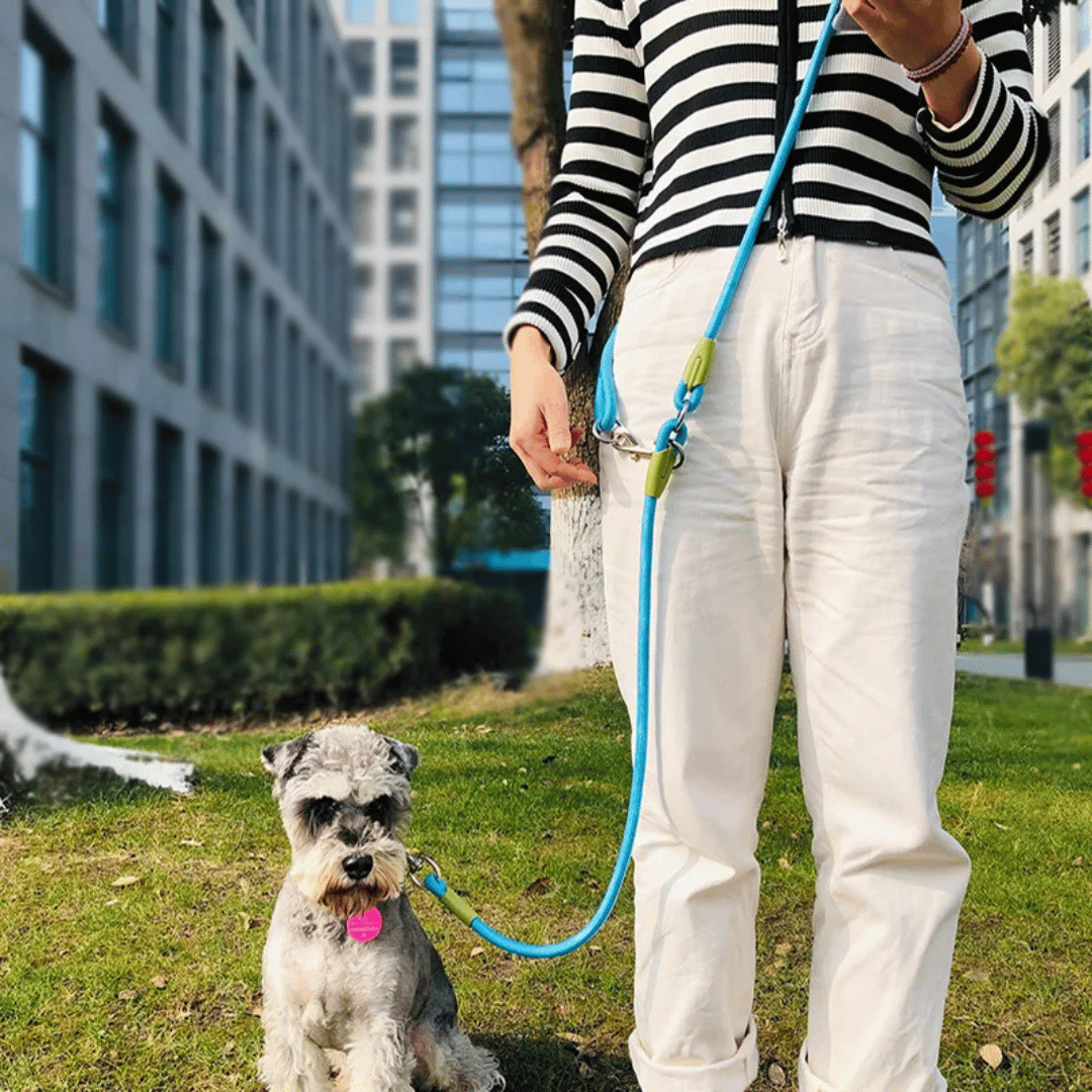 pet collar – 12