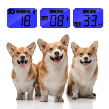 pet collar – 5