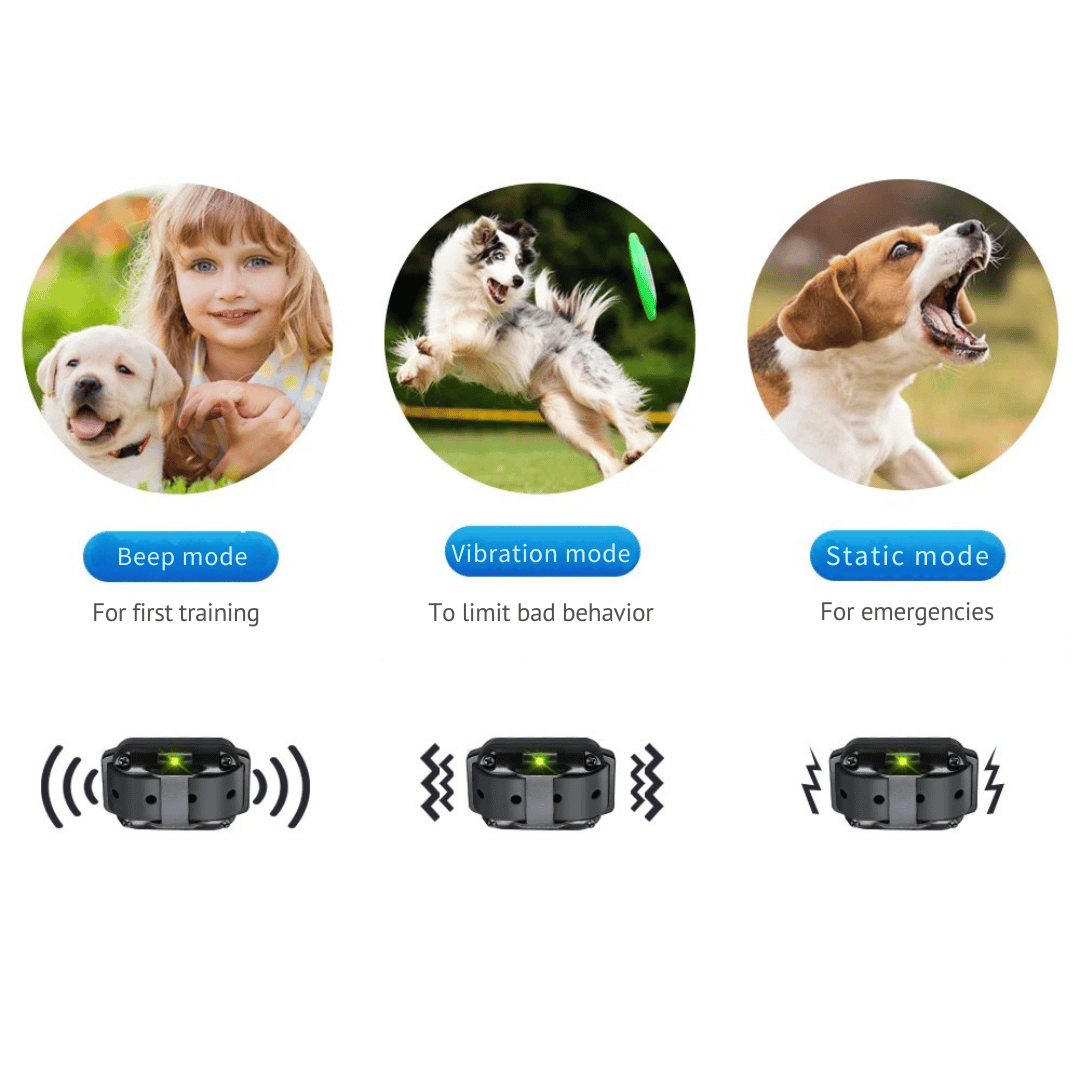 pet collar – 8