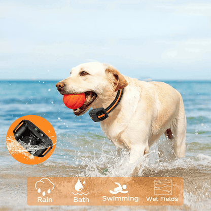 pet collar – 2