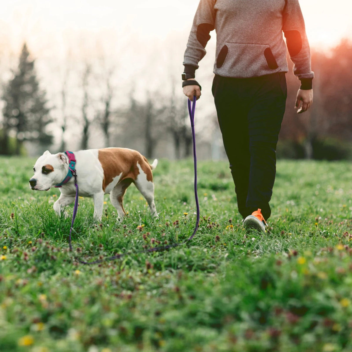 pet collar – 16