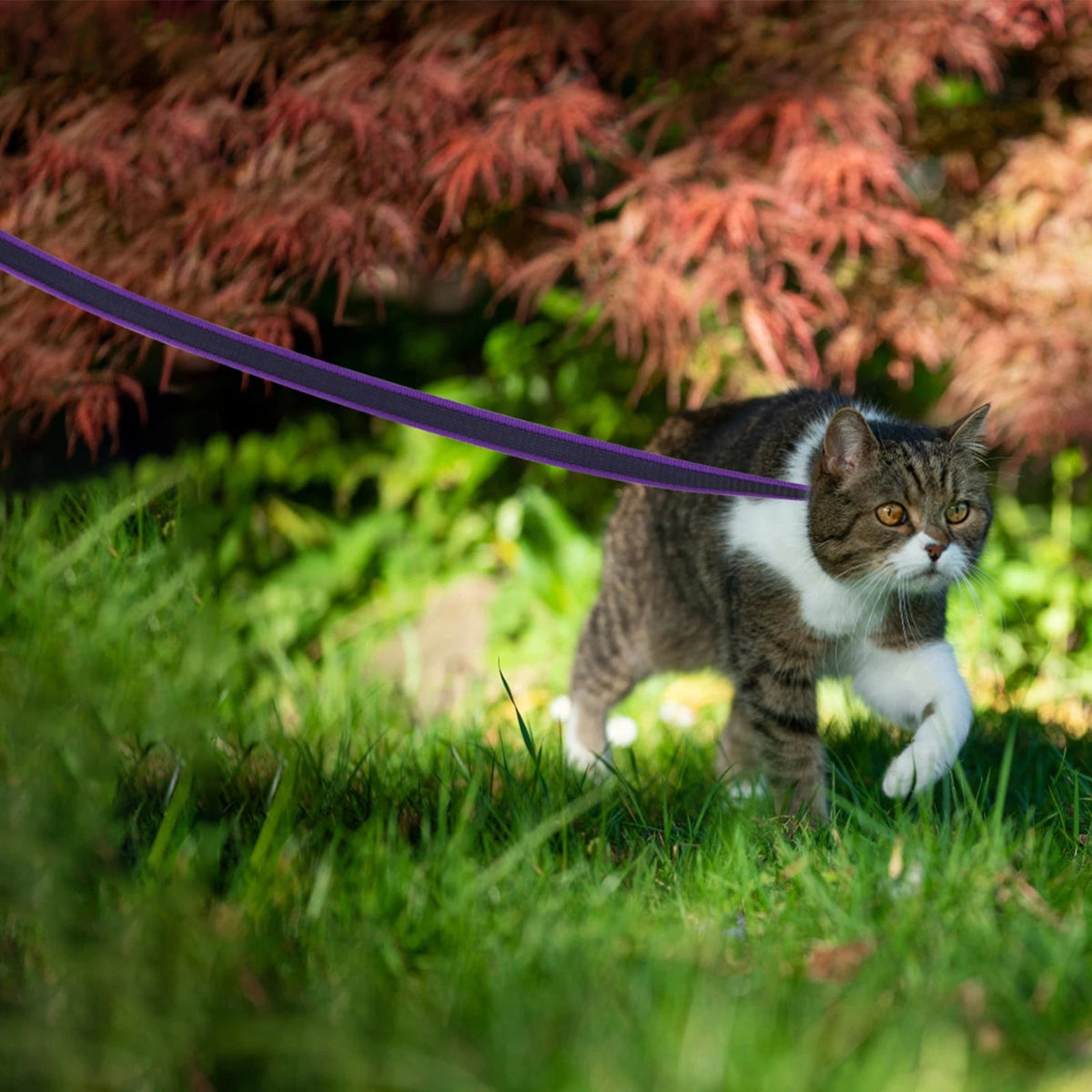 pet collar – 17