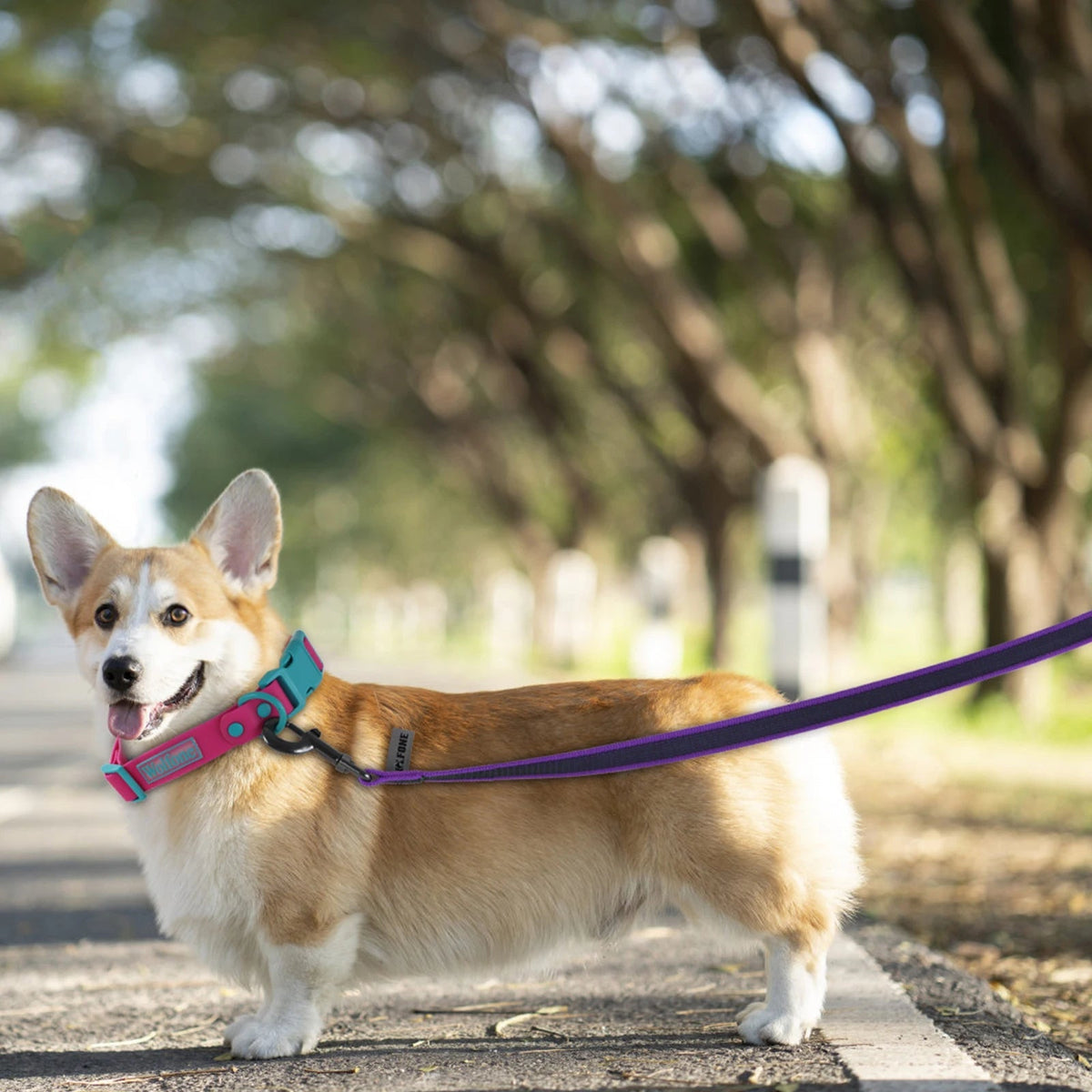 pet collar – 18