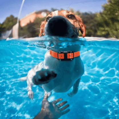 pet collar – 7