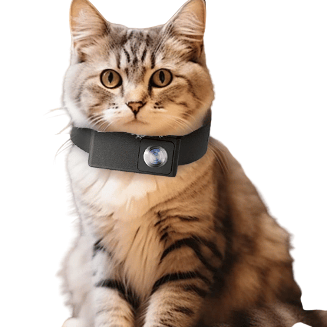 pet collar – 4