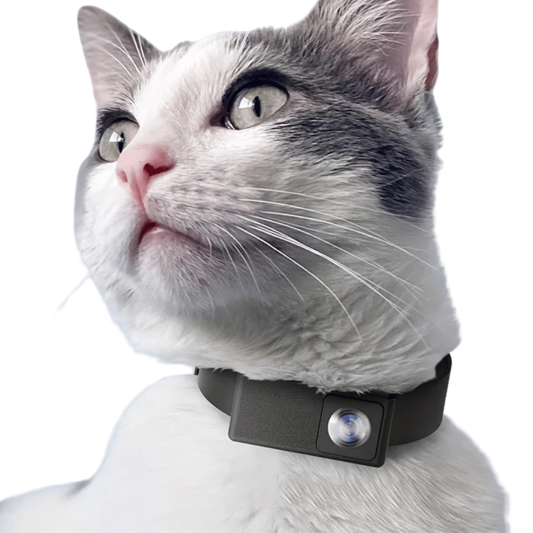 pet collar