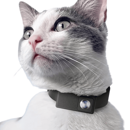 pet collar