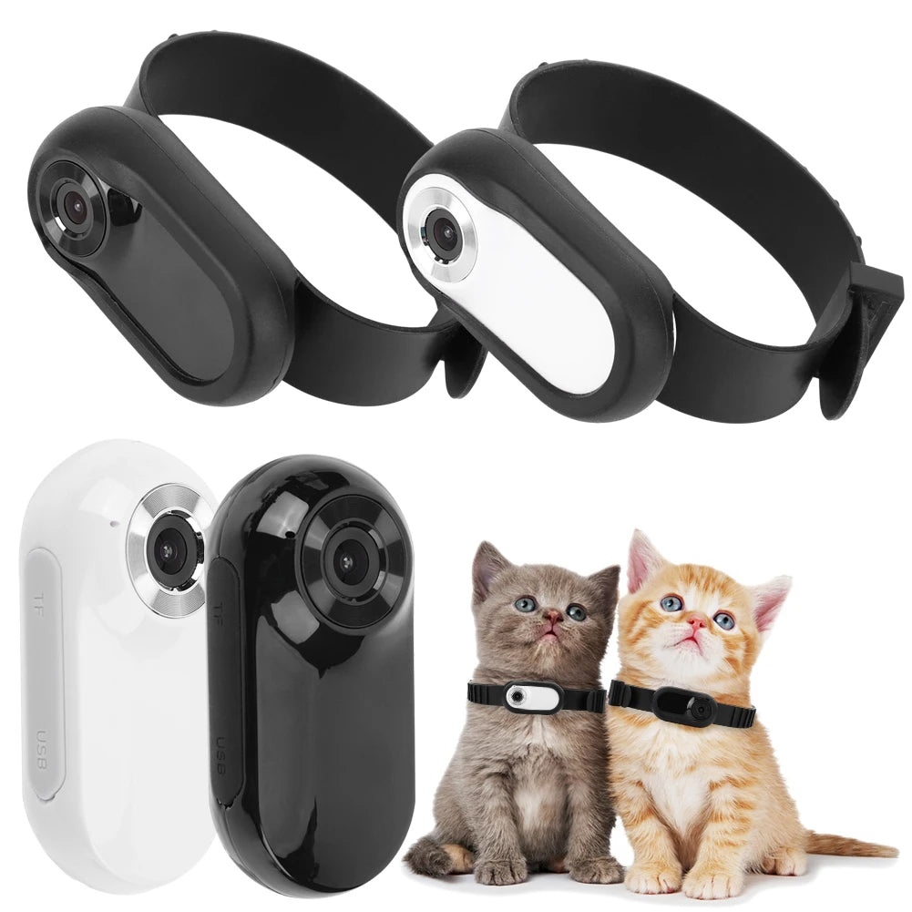 pet collar