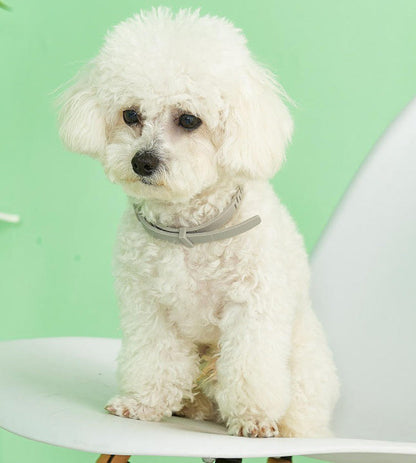 pet collar – 3