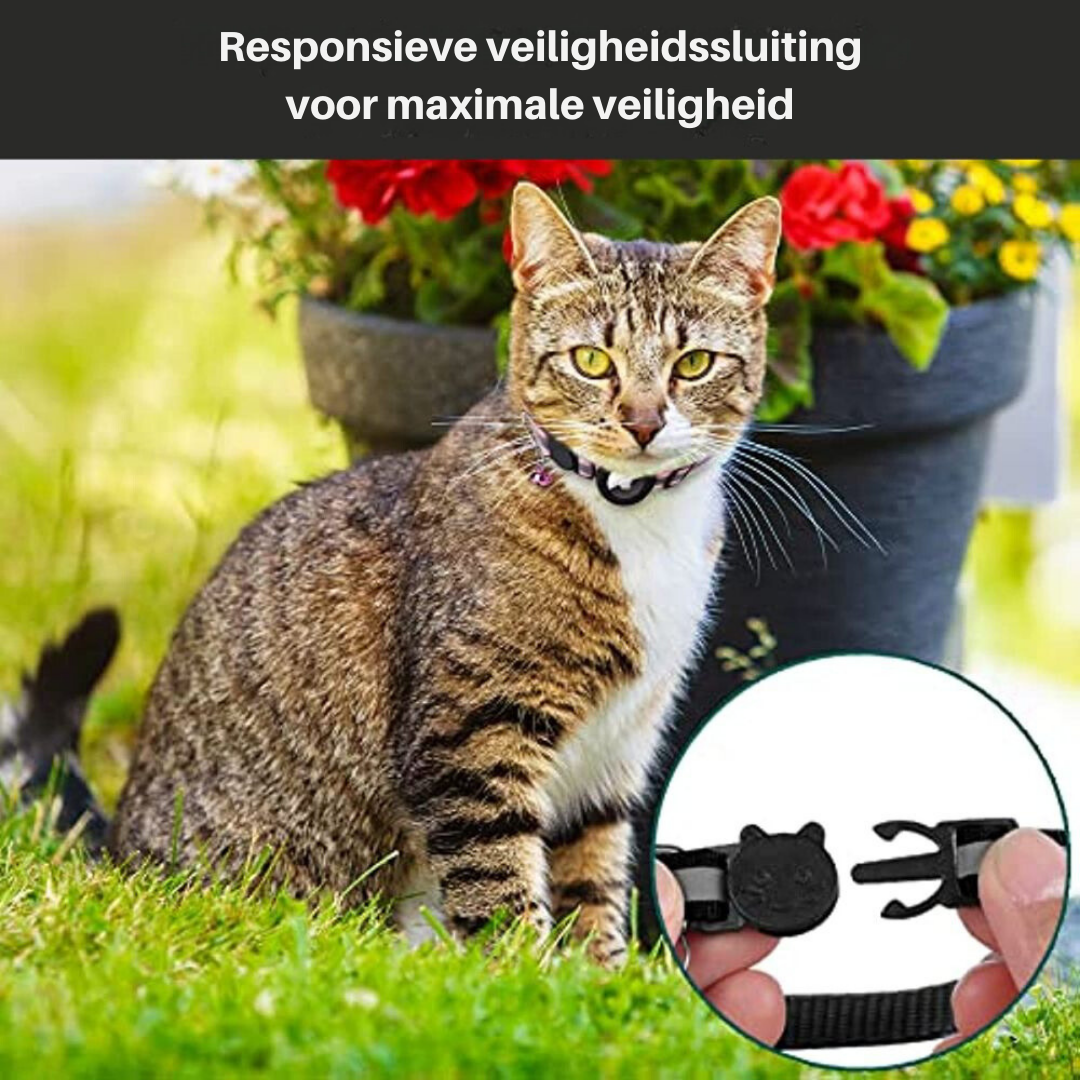 pet collar – 5