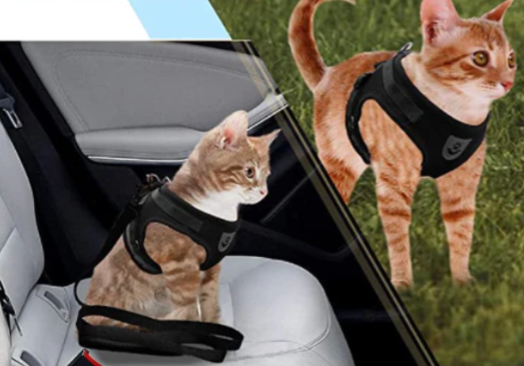 pet collar – 6