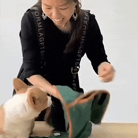 pet grooming