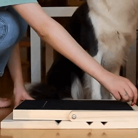 pet grooming