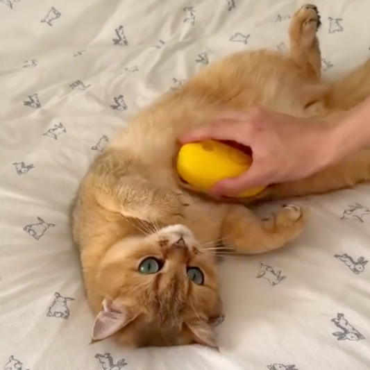 pet grooming
