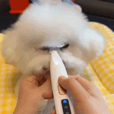 pet grooming