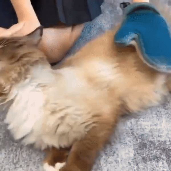 pet grooming