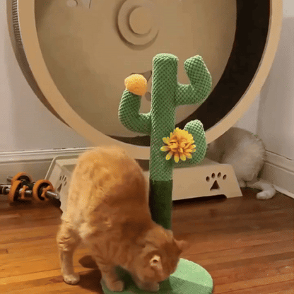 pet grooming